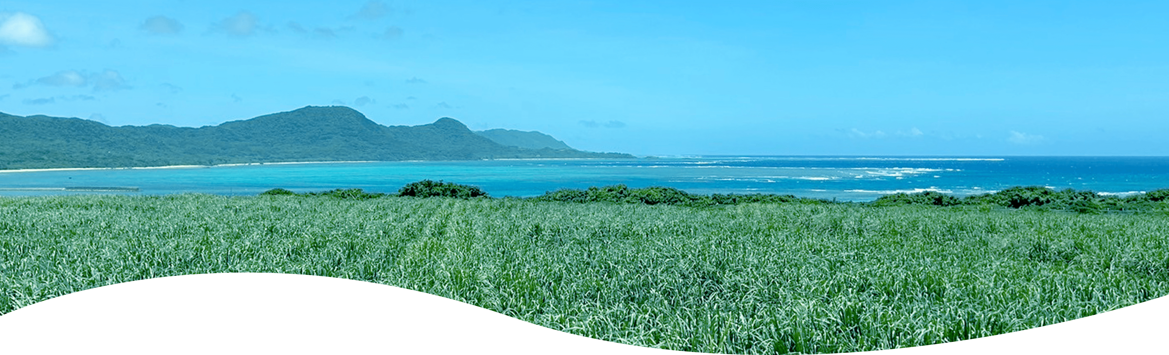 海岸近くのサトウキビ畑