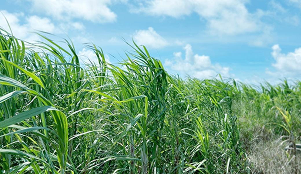 さとうきび畑